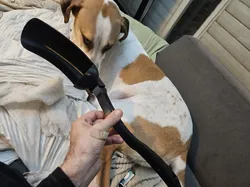 Huge Dog Chuck Ball With M3 Screws