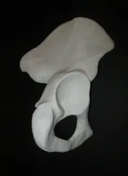 Human Hip Bone-Right two pieces 3D print model