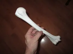 Humerus Bone - Right Human Upper Arm 3D print model