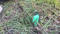 PEG