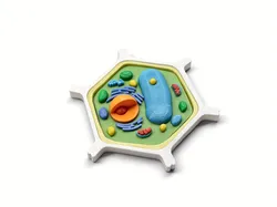 Plant Cell Model – Multi-Color Print & Glue Version