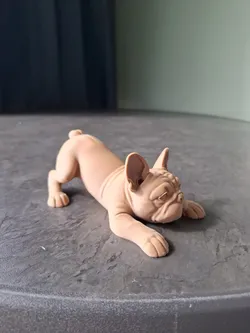 Playful French Bulldog Puppy