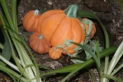 Pumpkin Patch