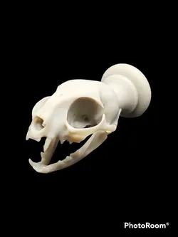 Sculptures & Artworks STL Download - Cat skull handle/knobby Alternateworlds