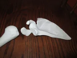 Shoulder Blade - Right Human Scapula Full Scale 3D print model