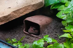 Underground Reptile Hide