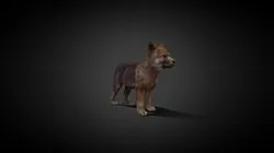 Baby Wolf