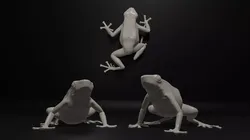 Dendrobate Auratus poison dart frog in 3 poses 3D print model
