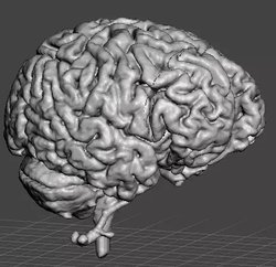 Relistic Brian human brain anatomical 3D Models | STLFinder