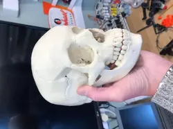 Human skull 3D print model
