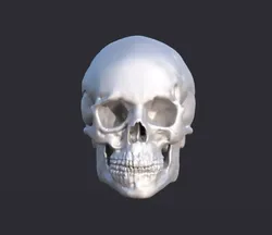Human Skull 3D print model