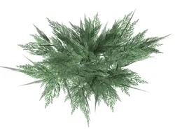 juniperus sabina Free