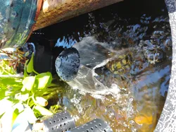 Pond Fountain Head