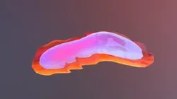 Fuschia Flatworm