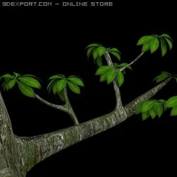 leaf tree