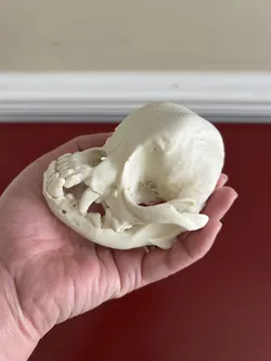 Pug Cranium and Mandible