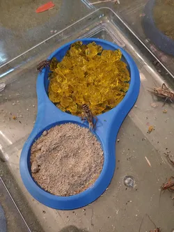 Wide Food Dish