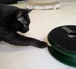 Ativity Circle for Cats