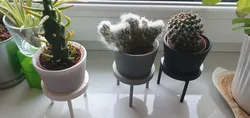 Ikea cactus stand