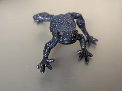 Melanobatrachus indica (Galaxy Frog)