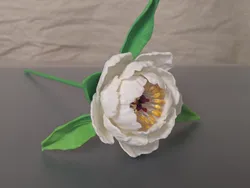 Paeonia, sp (Peony)