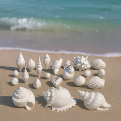 Seashell Collection