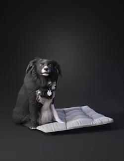 black and white fluffy dog with collar and bone shaped tag seated on a