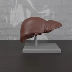Other STL Download - Human anatomy Liver Organby OrcaStudio