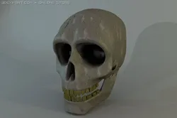 human skull