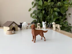 Irish Setter