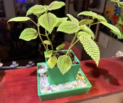 Planter Pot with Rock Tray