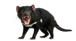 Tasmanian Devil