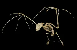 Flying fox skeleton