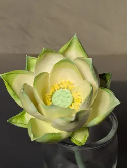 Nelumbo nucifera (lotus flower)