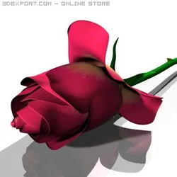 rose