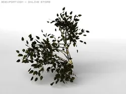 birsch tree
