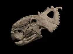 Pachyrhinosaurus Skull 3D print model