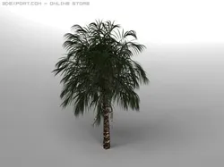 palm tree