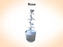 rose