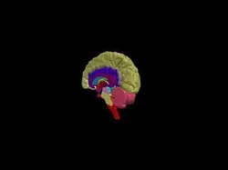 3D Model of Human Brain - Right Hemisphere 3D print model