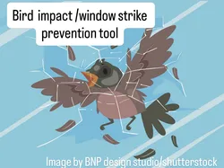 Bird window strike/hit prevention tool