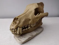 Dire Wolf (Canis Dirus)