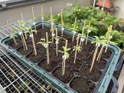 support for seedlings