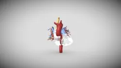thoracic-draftmodel-001