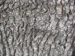 wood CG Textures in Other 19992