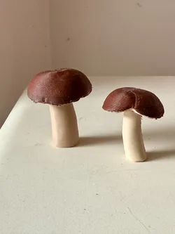 2 real Burgundy mushrooms - scanned