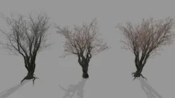 3 English Oak Set (Quercus Robur) *Updated