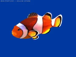 clown fish
