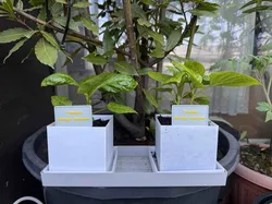 disposable flower pot for propagation