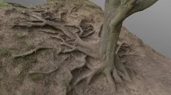 Intertwined maple tree roots